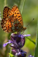 Pearl-bordered_Fritillary